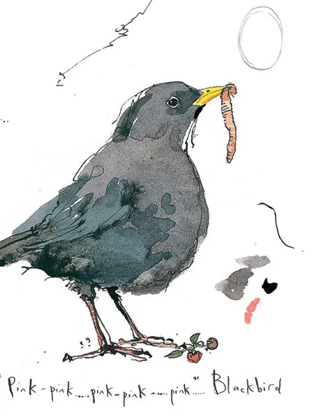 Blackbird and Coal Tit Sketchbook